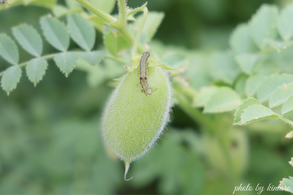 オオタバコガの幼虫にひよこ豆のサヤを食べられる様子