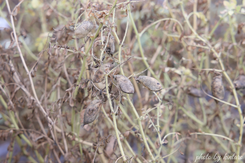 株全体が茶色く枯れたひよこ豆