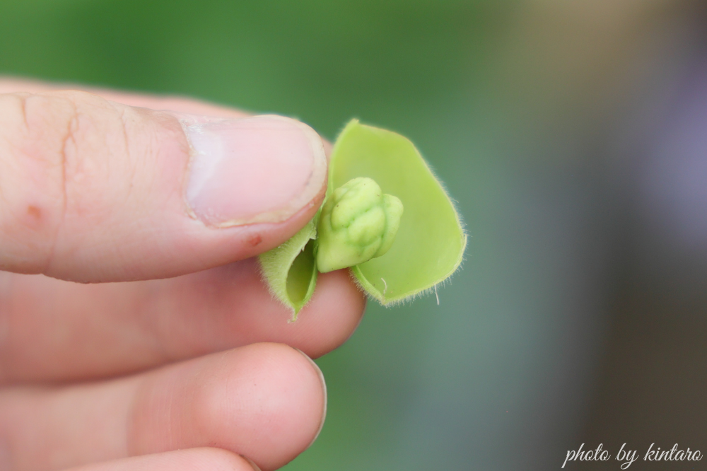 中の豆が緑色のうちに収穫したひよこ豆