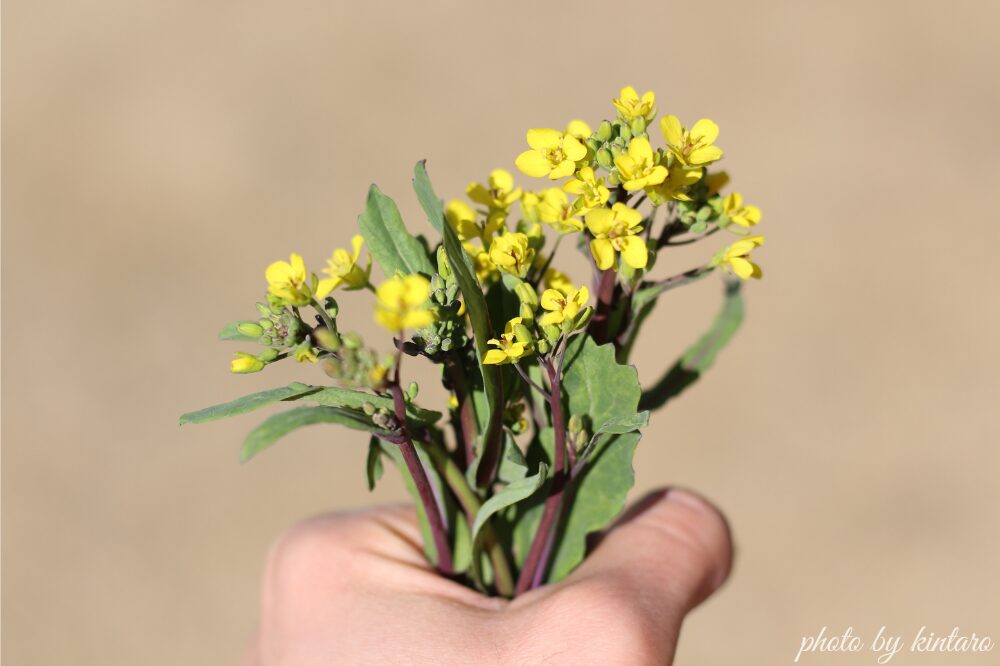 摘み取り収穫した紅菜苔