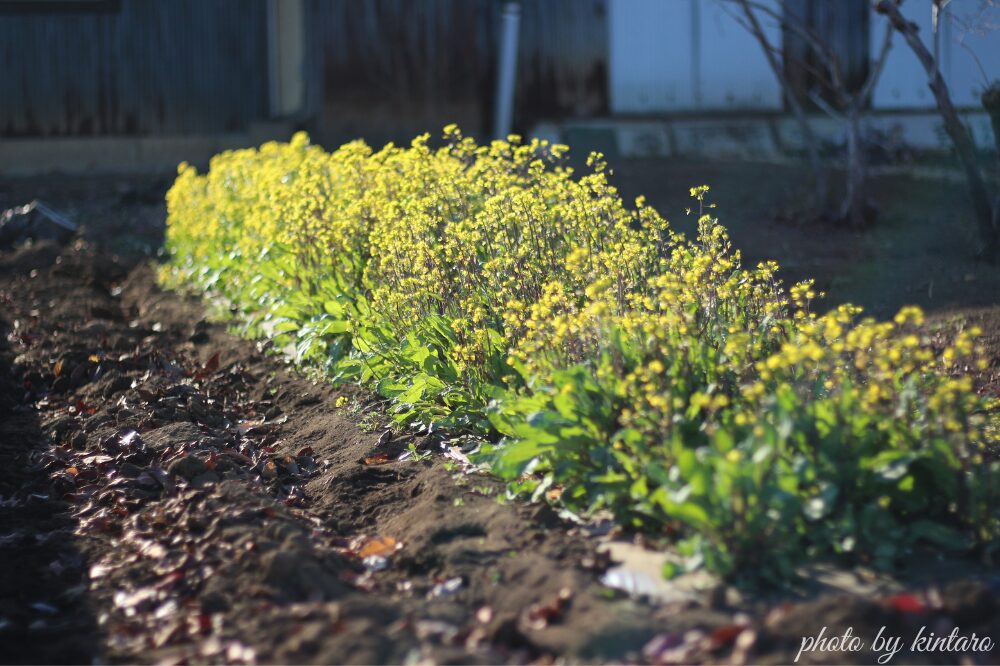 金太郎が栽培した紅菜苔