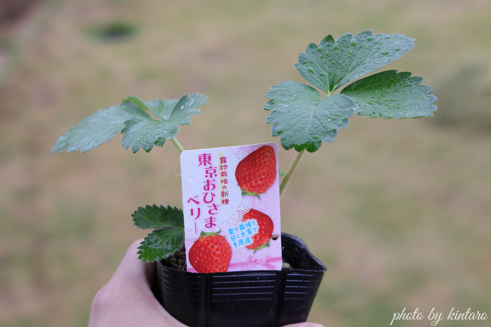東京おひさまベリー苗