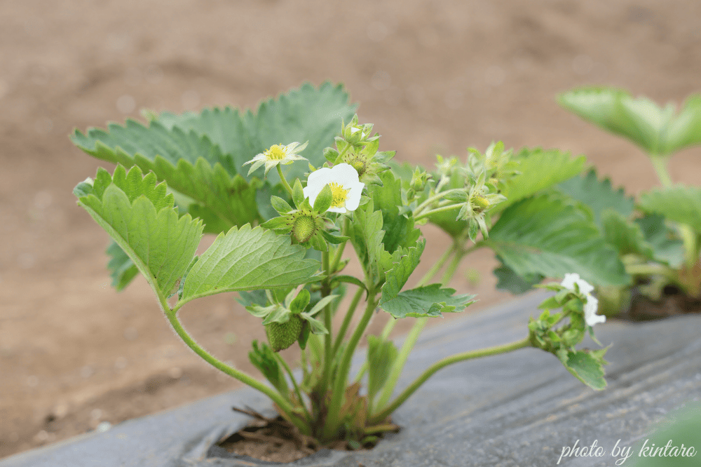 開花した東京おひさまベリー