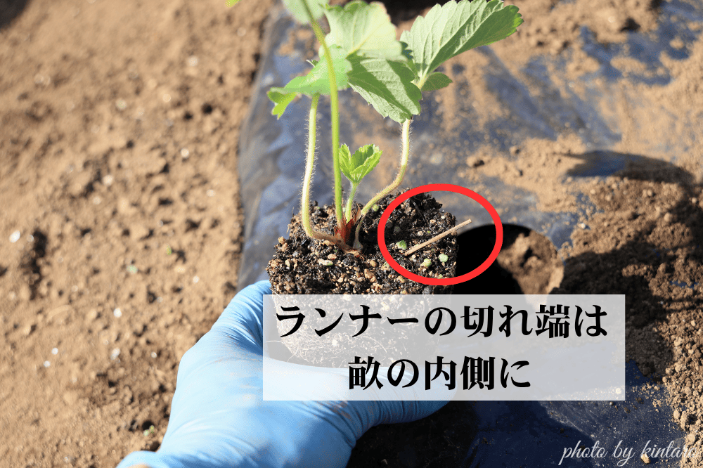 イチゴ苗のランナーの切れ端