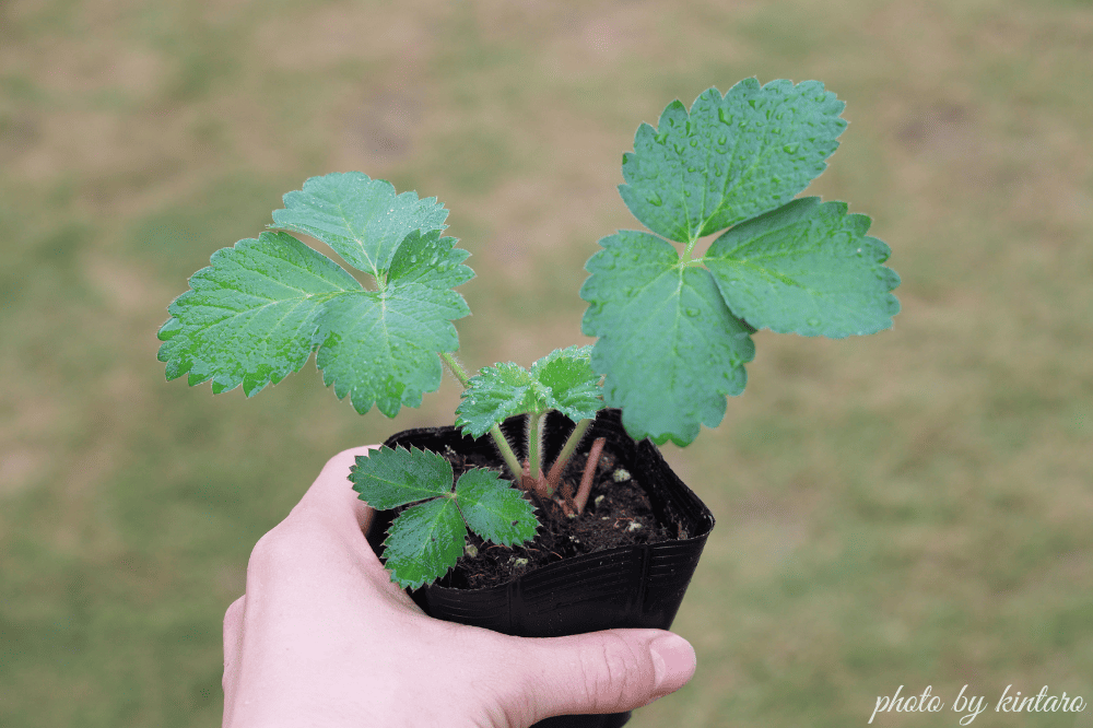 植え付け適期のイチゴ苗