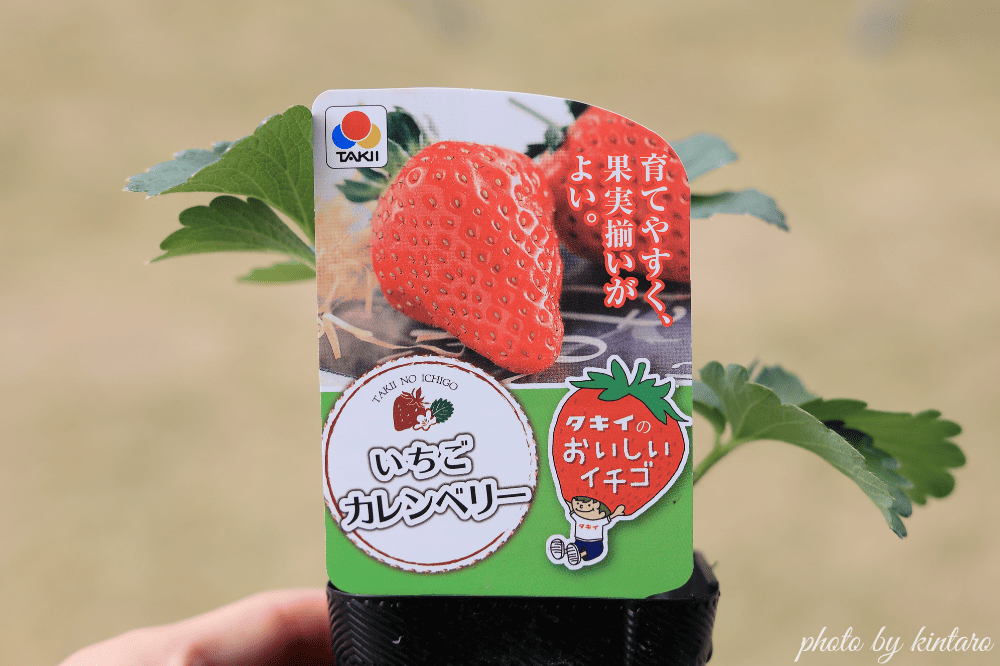 カレンベリーの苗