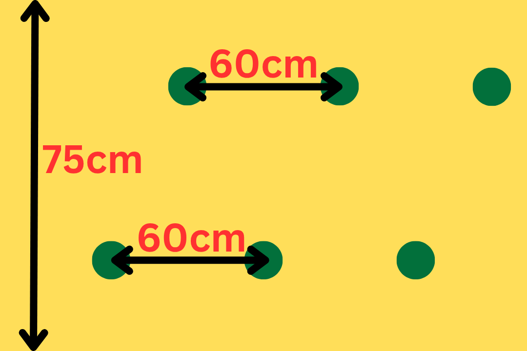 スナック753の株間は２列60cm