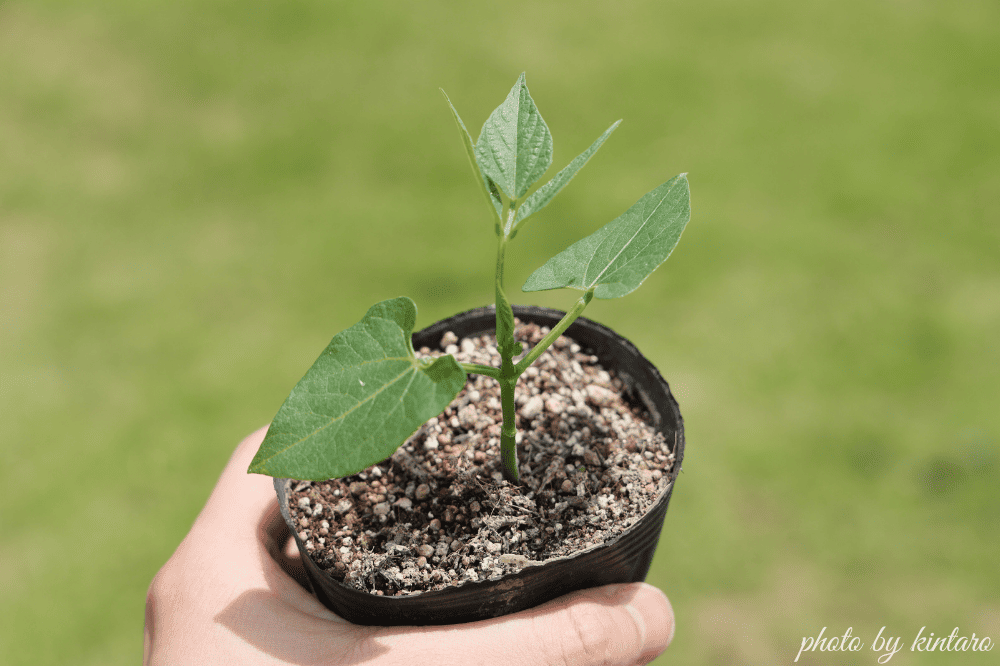 本葉1~2枚で植え付け適期のつるなしインゲン苗