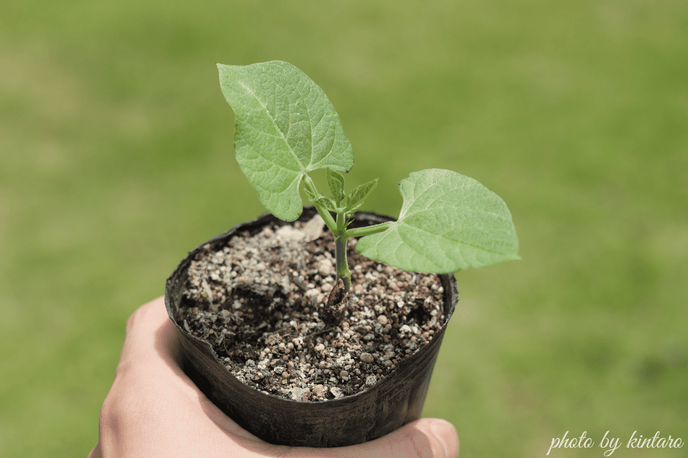 植え付け適期のつるなしモロッコ苗