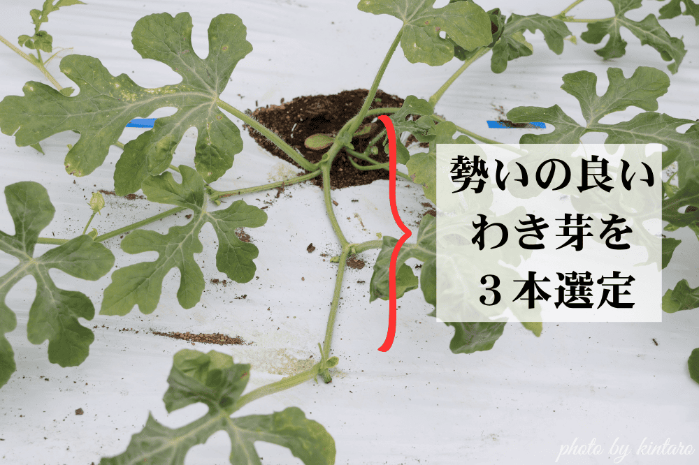 わき芽を３本選定したピノ・ガール
