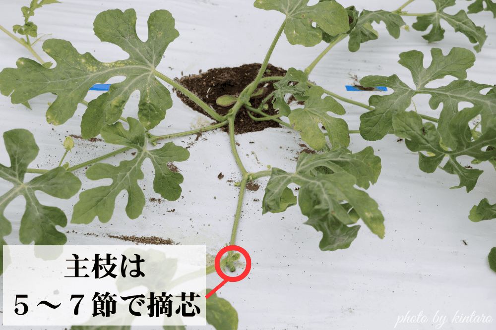 ピノ・ガールを摘芯する様子