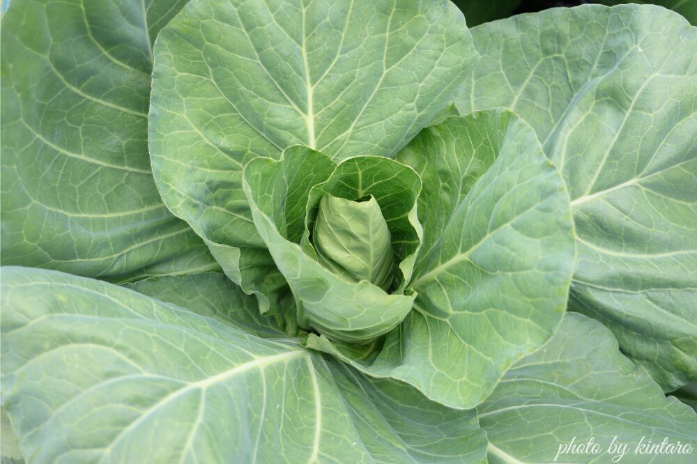 植え付けから約30日後のキャベツ