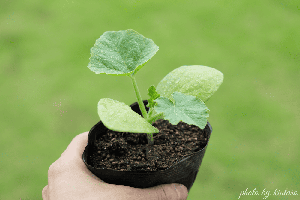 植え付け適期のグラッセ苗