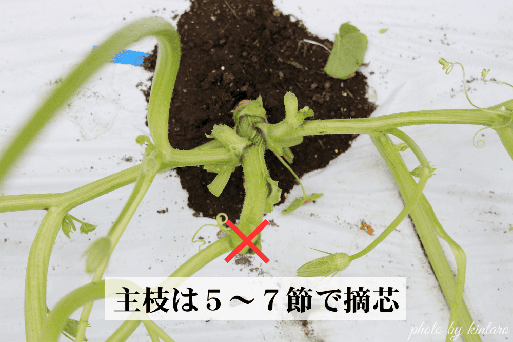 グラッセを摘芯する様子