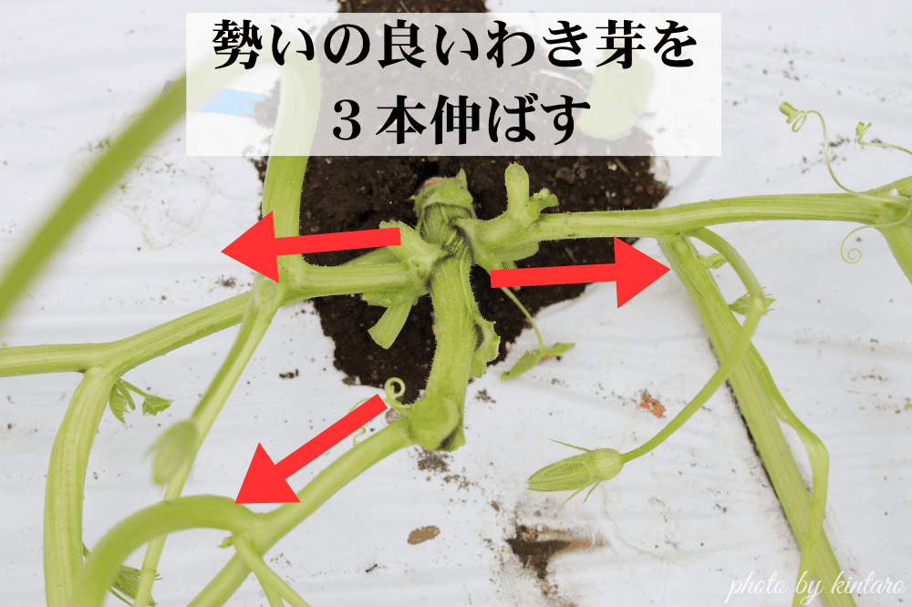 わき芽を３本選定したグラッセ