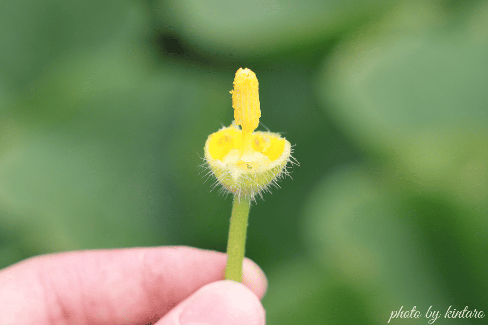 花びらを取り除いたグラッセの雄花