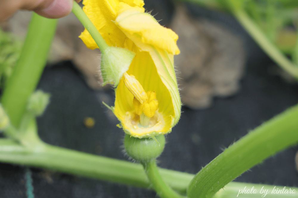 グラッセの雌花に人工授粉する様子
