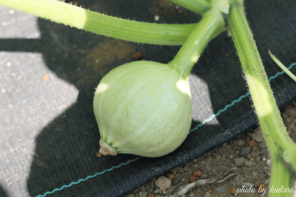 受粉に成功したグラッセ