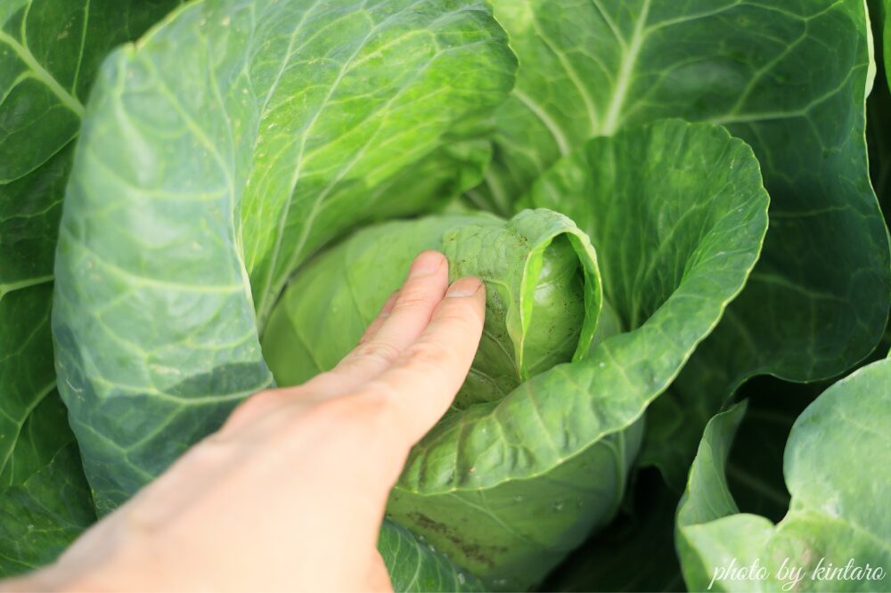 植え付けから約60日後のキャベツ