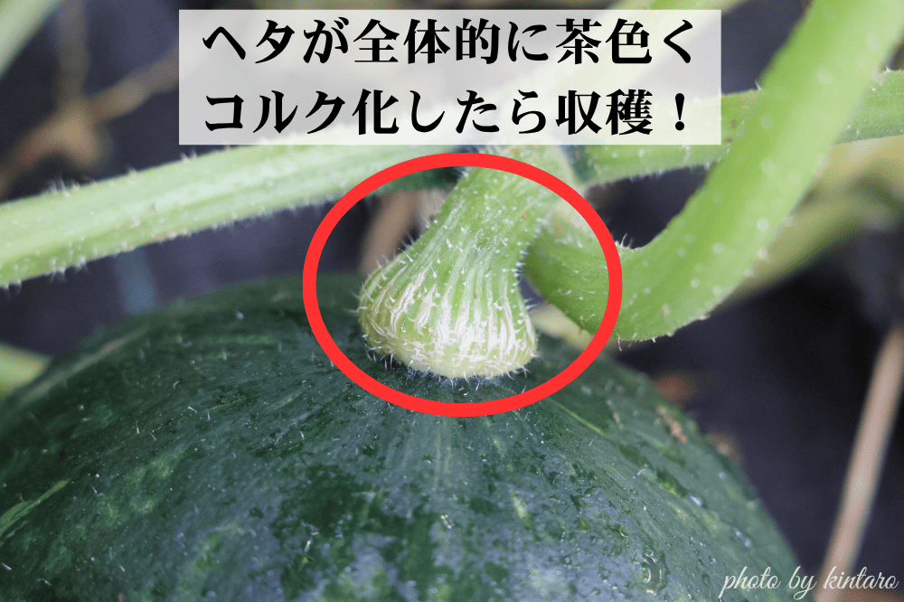 ヘタがコルク化して収穫適期のグラッセ