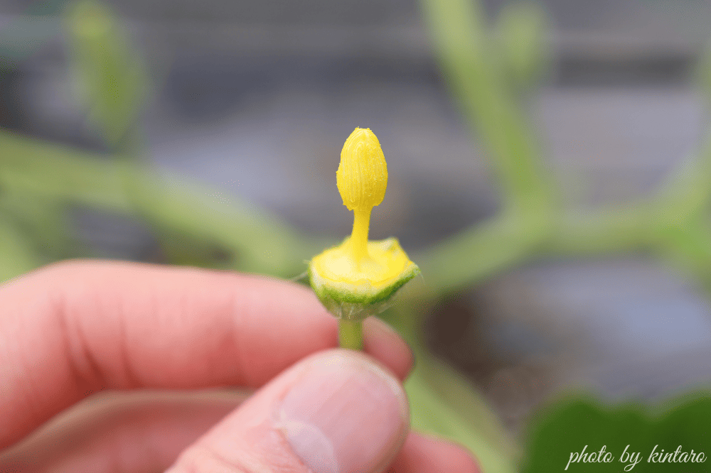花びらを取り除いた坊っちゃんの雄花