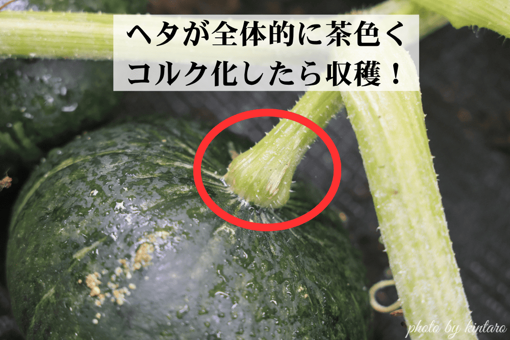 ヘタがコルク化して収穫適期の坊っちゃん