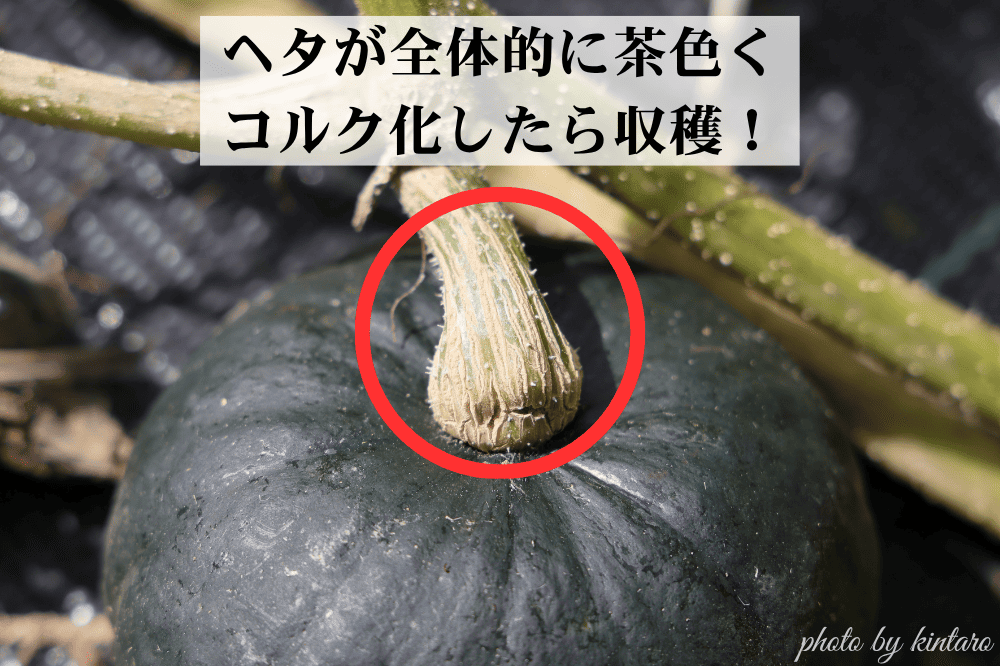 ヘタがコルク化して収穫適期の坊っちゃん