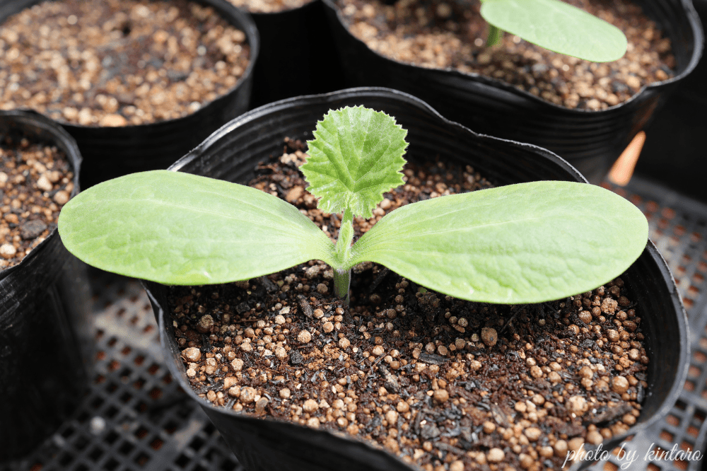発芽したゼルダ・750Z