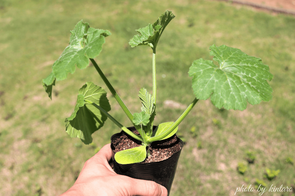 植え付け適期のゼルダ・750Z苗