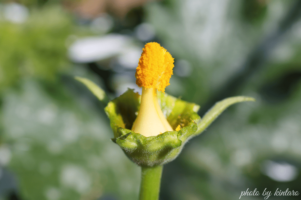 花びらを取り除いたズッキーニの雄花