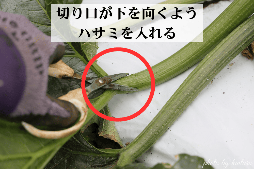 地際の葉を水平に切る様子