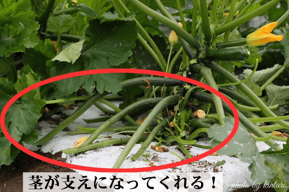 地際の葉を落とした様子
