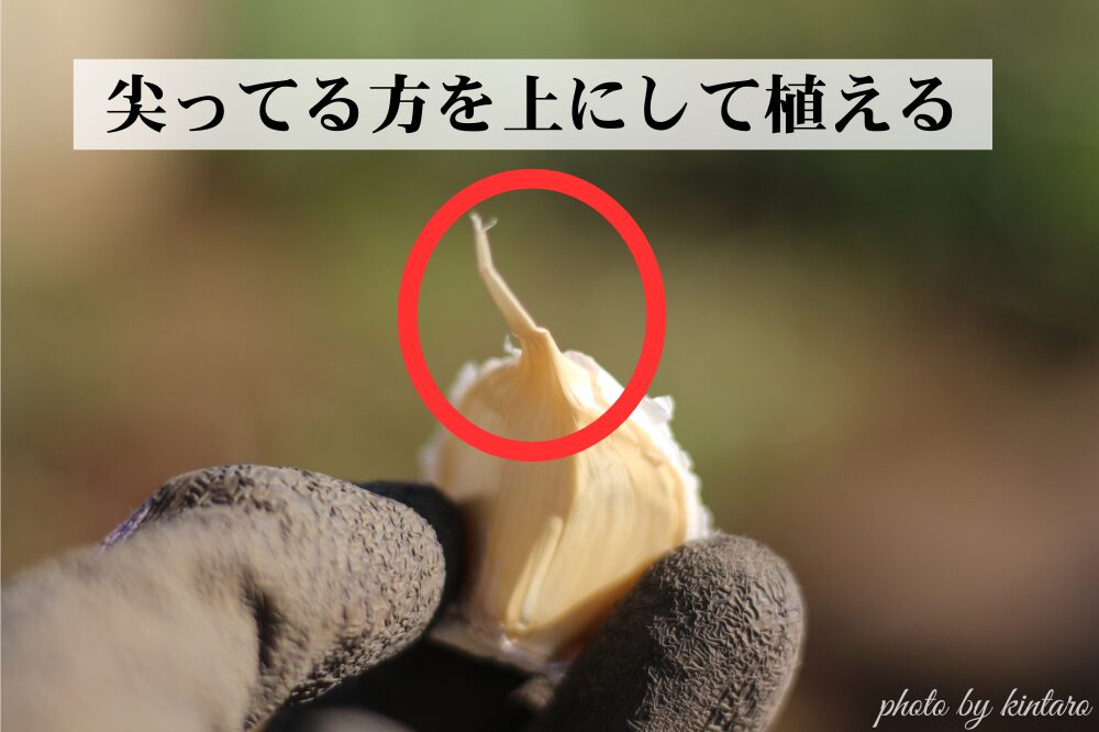 ニンニクの鱗片