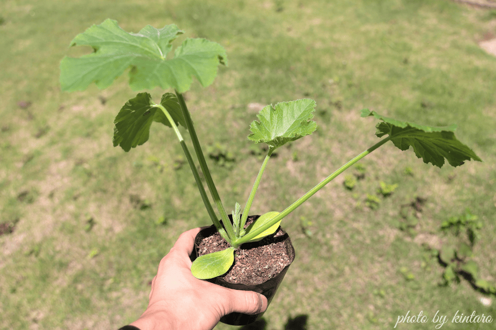 植え付け適期のゼルダ・ジャッロ