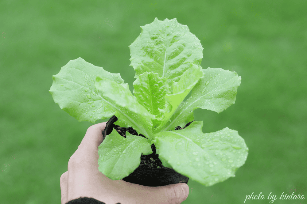 本葉４～５枚で植え付け適期のサンチュ苗