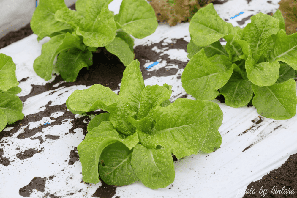 植え付けから約２週間後のサンチュ