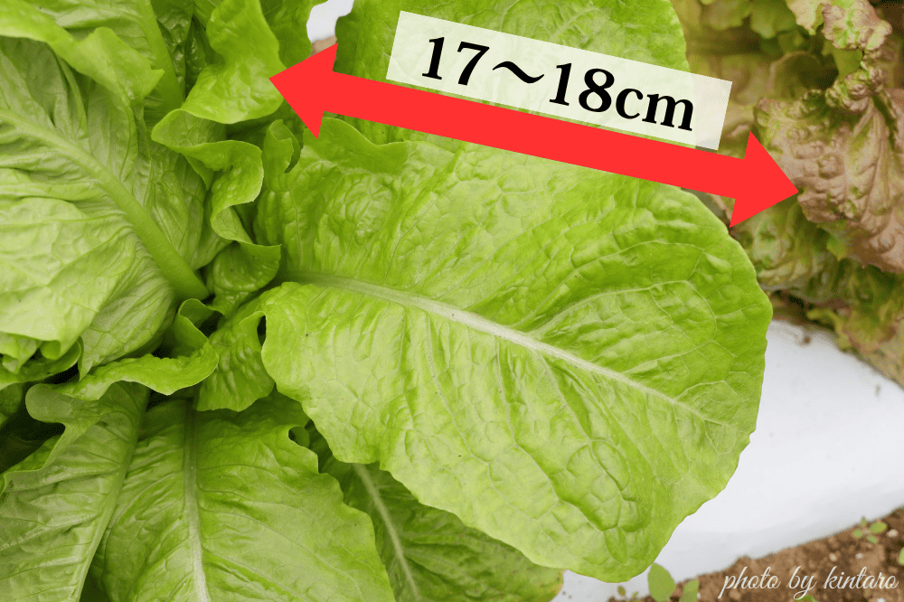 葉の長さが17～18cmで収穫適期のサンチュ