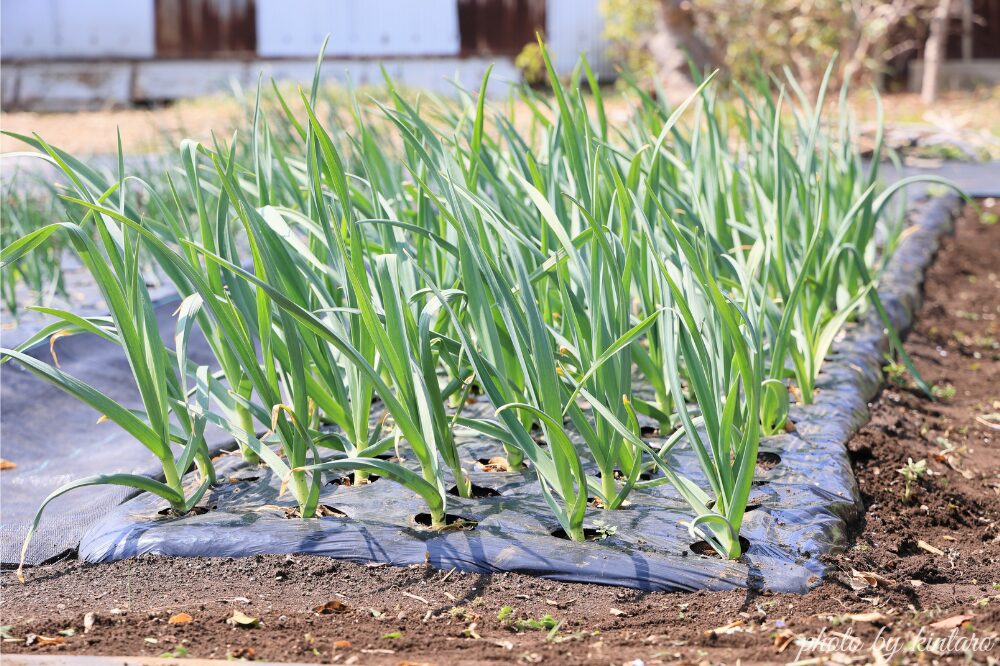 3月に入り成長を再開したニンニク