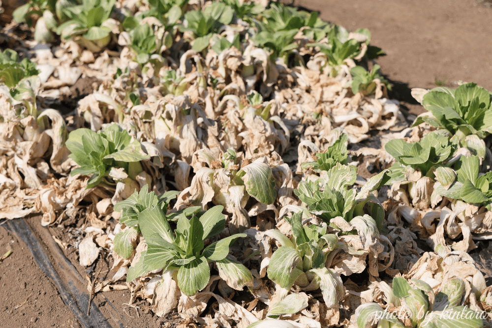 霜に当たって茶色く枯れたミニチンゲンサイ「シャオパオ」