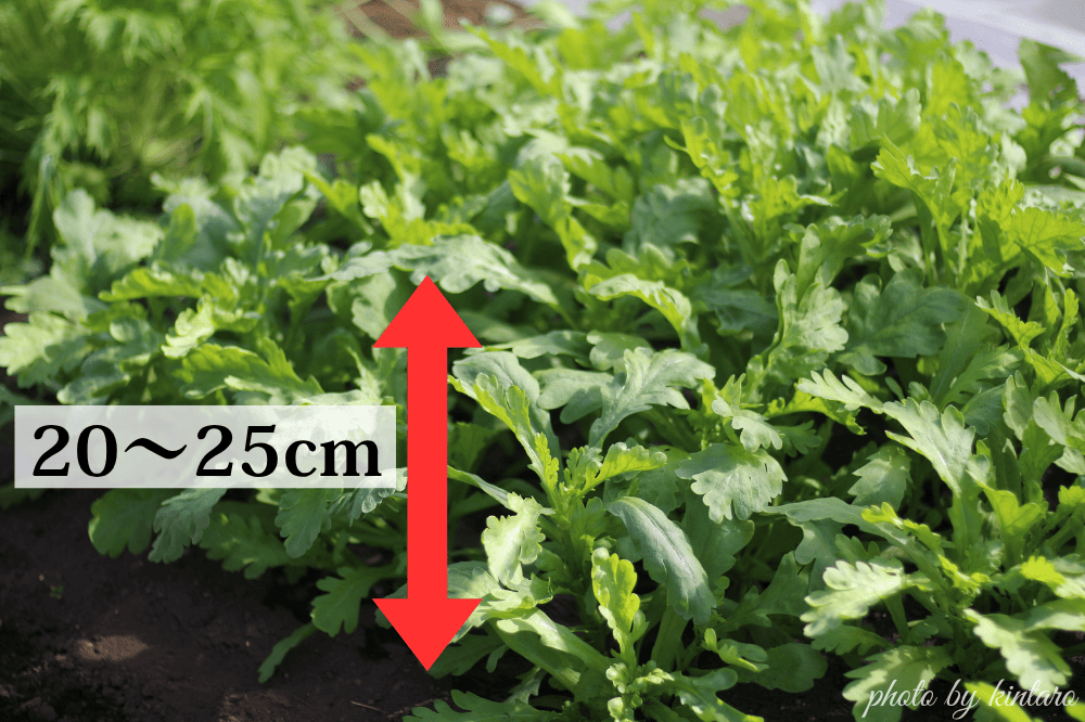 高さ20～25cmで収穫適期のサラダ春菊「きくまろ」