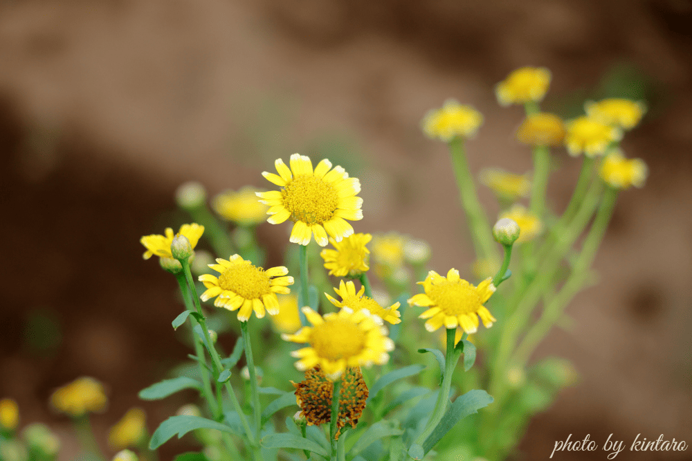 とう立ちして花が咲いたサラダ春菊「きくまろ」
