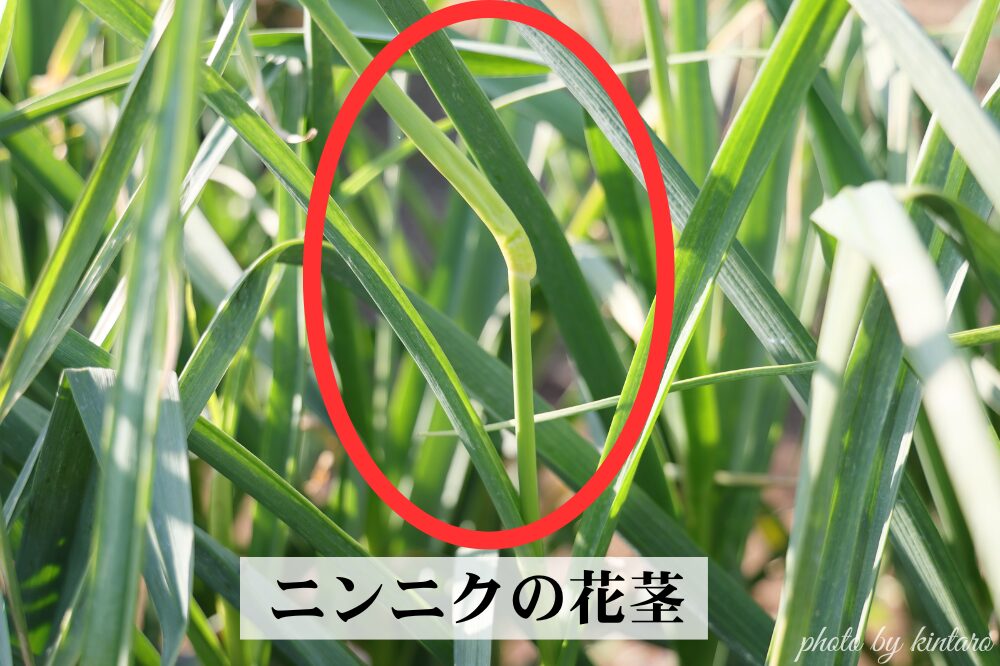 ニンニクの花茎