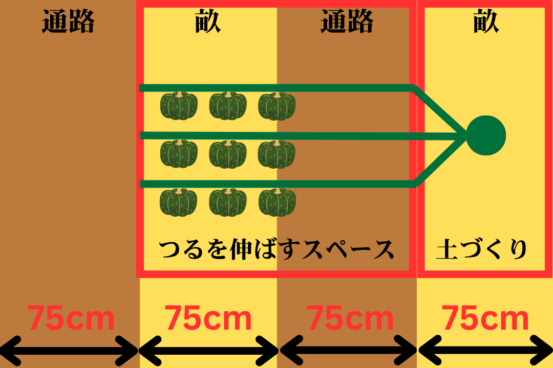 坊っちゃんを植える隣の畝と間の通路はつるを伸ばすスペースとして空けるイメージ図