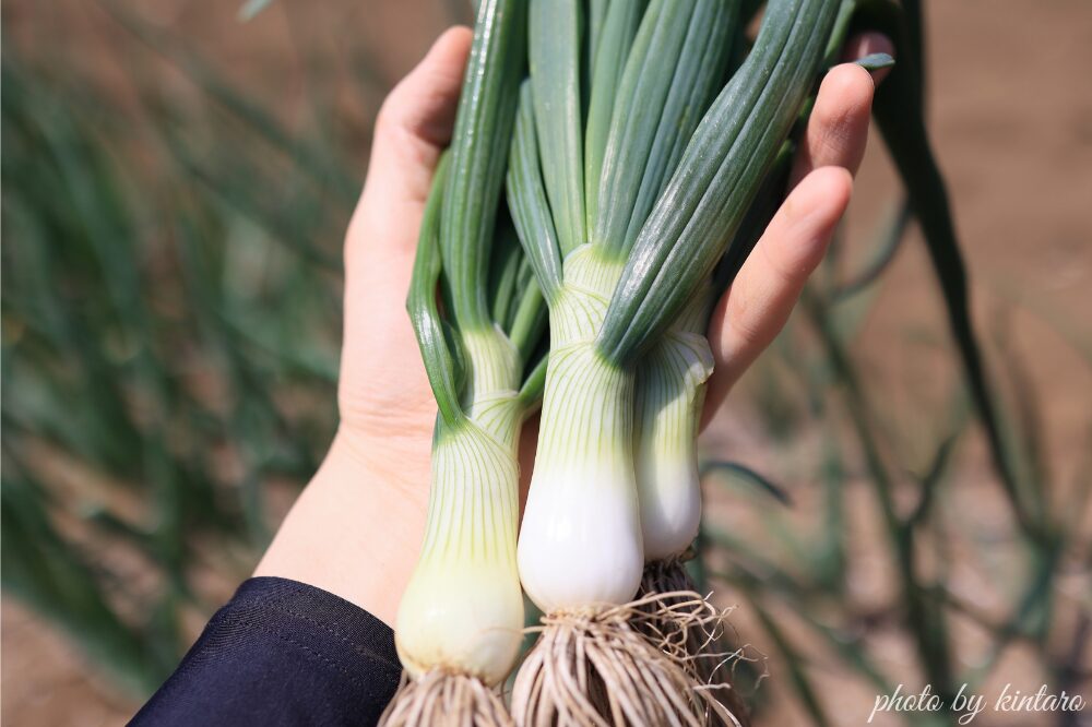 球が膨らむ前の葉タマネギ(4月上旬)