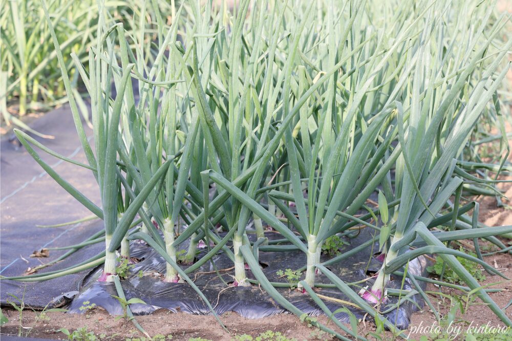 ４月下旬のケルたまルビー！根元が膨らんできた