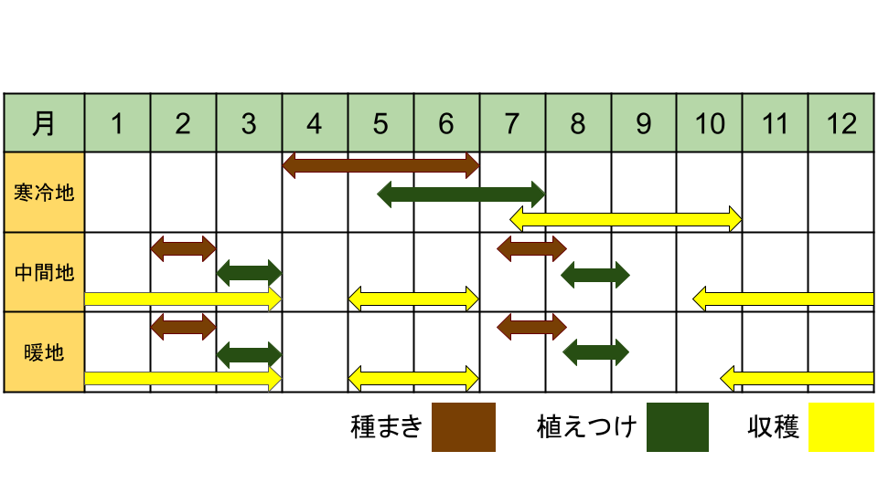 カーボロネロの栽培カレンダー