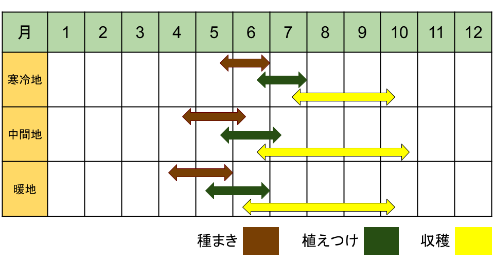 エゴマの栽培カレンダー