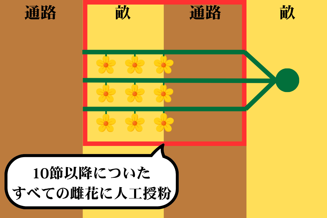 各つるの10節以降に付いた全ての雌花に人工授粉する