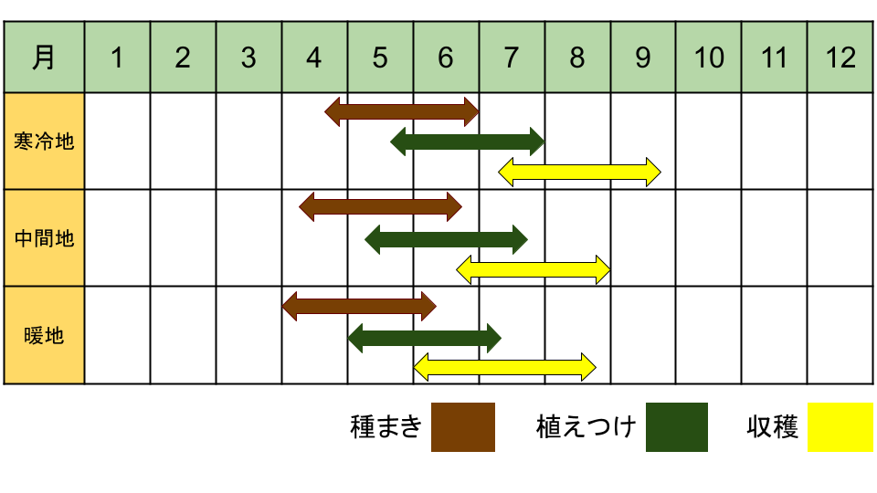 シソの栽培カレンダー