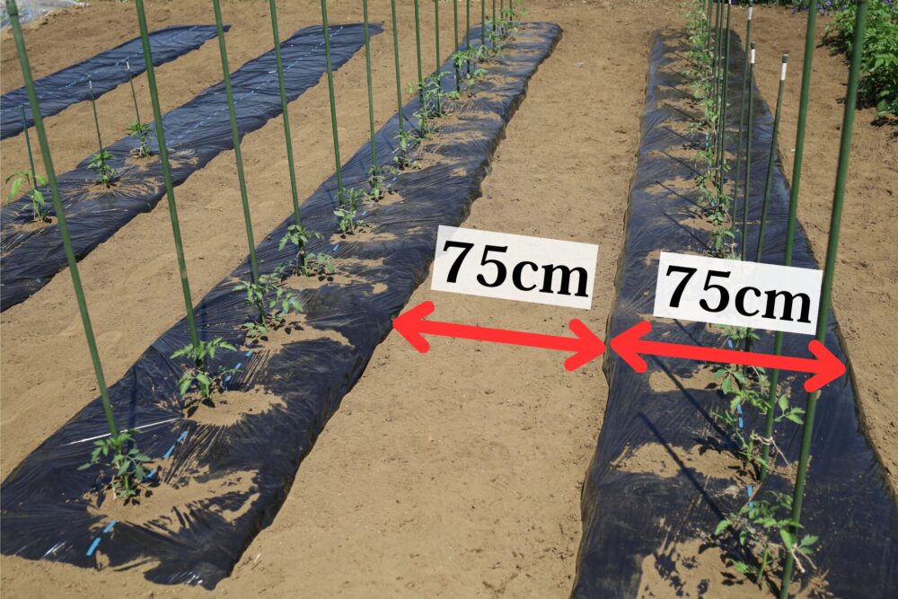 75cmで統一した畝と通路の様子